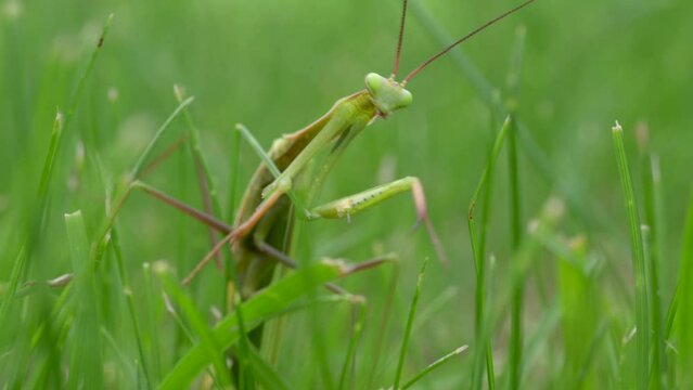 Close-up of a praying mantis on green grass. Praying mantis is an insect that belongs to the order Mantodea