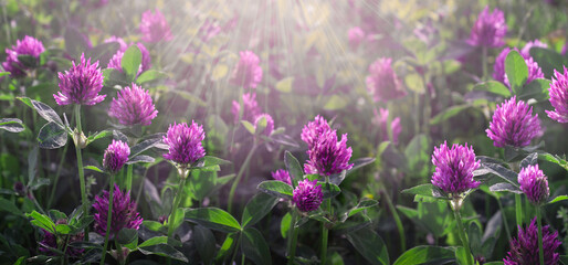 Gentle natural floral background with soft focus. flowering clover grass in rays sunset in spring, macro, inspiration nature. banner