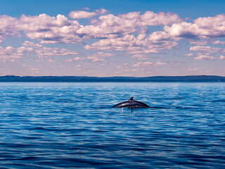 Large rorqual whale with a small dorsal fin swimming in the Saint Lawrence river in Quebec at the end of the day