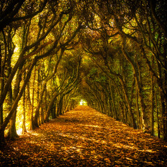 Scary long and deep tunnel of trees with ground covered in fallen leaves and filtering rays of light in the fall