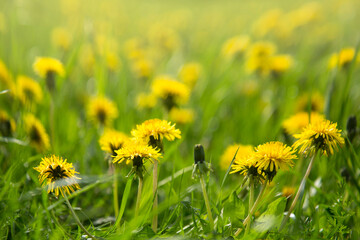 Beautiful flowers of yellow dandelions in nature in warm summer . Soft focus.