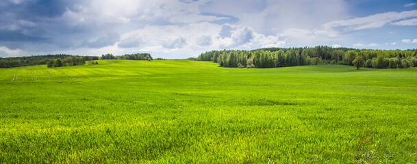 Spring sunny day. forest. cloud. Background. Selective focus