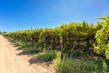 Fototapeta na wymiar Rows of vines in a vineyard. On the lefthand side is a gravel road leading into the distance,
