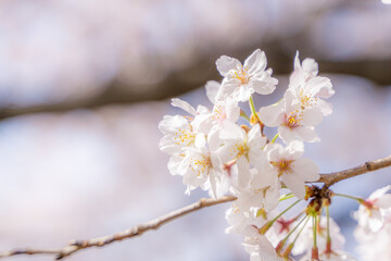 桜の開花