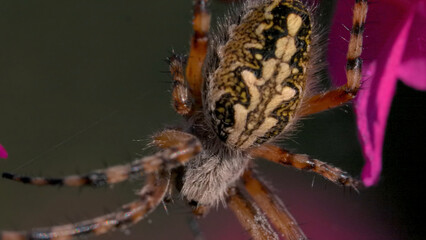 Fototapeta premium Close-up of large spider on flowers. Creative. Big beautiful spider with pattern on its back sits on flowers. Wild meadow spider on flower petals. Macrocosm of summer meadow