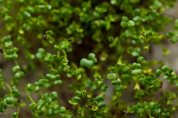 Close-up of micro greens broccoli growing on a linen mat.