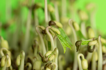 Mung Bean sprout grow at home. Concept of healthy nutrition.