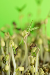 Mung Bean sprout grow at home. Concept of healthy nutrition.
