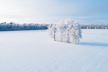 Group of frosty trees during a freezing cold day in a winter wonderland in Estonia, Northern Europe.	