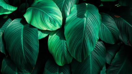 leaves of Spathiphyllum cannifolium, abstract green texture, nature background, tropical leaf