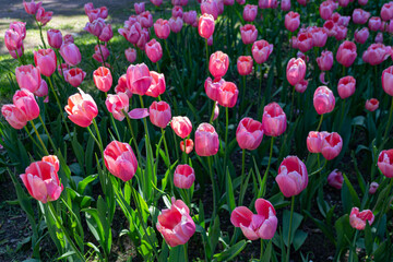 Flowerbed with beautiful blooming pink tulips