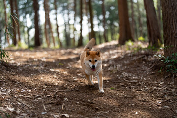 森の中を歩く柴犬