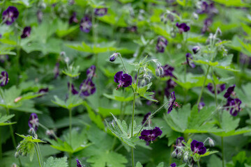 Blooming black widow flowers in a garden