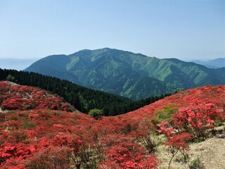 奈良県　葛城山のツツジ