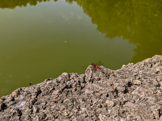 The common darter dragonfly sitting on a rock near a pond