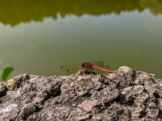 The common darter dragonfly sitting on a rock near a pond