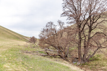 Long mountains, Orenburg region, Southern Urals, Russia.