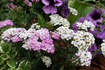 Beautiful blooming white and purple flowers