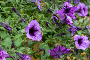 Beautiful blooming purple Petunia flowers