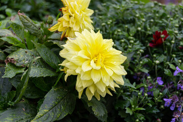 Beautiful blooming yellow Dahlia flower
