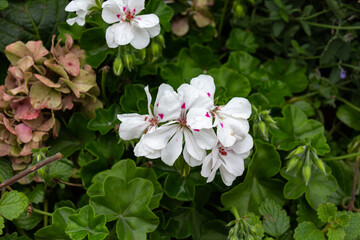 Beautiful blooming white Pelargonium flowers