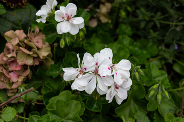 Beautiful blooming white Pelargonium flowers