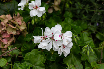 Beautiful blooming white Pelargonium flowers