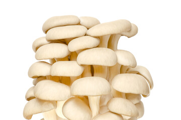 Fresh oyster mushroom cluster, front view. Pleurotus, also known as abalone or tree mushroom. One of the most widely cultivated and eaten mushrooms in the world. Isolated, on white background. Photo.