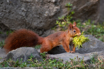 Naklejka na ściany i meble squirrel with nuts