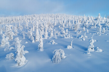 Aerial of snowy taiga forest in Riisitunturi National Park during a sunny day