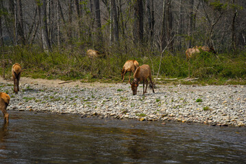 Herd of Elk in Smoky Mountains