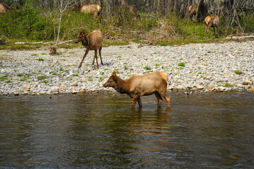 Herd of Elk in Smoky Mountains