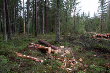 Freshly cut Pine and Spruce logs on a forest floor in Estonian boreal woodland, Northern Europe
