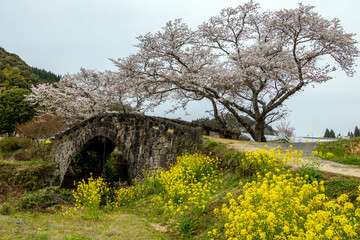 大窪橋と桜