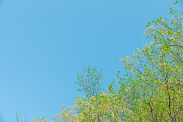 みずみずしい若葉と青空