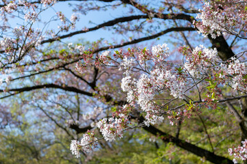 東京都新宿区にある新宿御苑に咲く満開の桜の景色