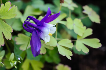 Aquilegia vulgaris, European columbine or granny's nightcap white-blue flower close-up, selective...