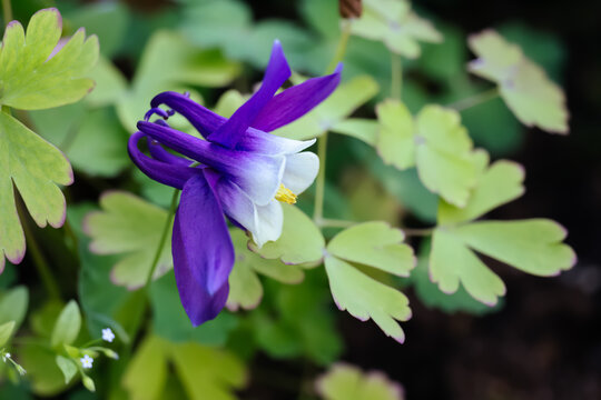 Aquilegia vulgaris, European columbine or granny's nightcap white-blue flower close-up, selective focus
