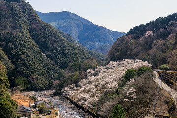 Fototapeta premium 桜とミツマタ 