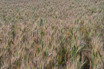 Barley fields, agricultural industry and rice planting experiments, in northern Thailand