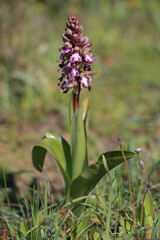 The giant orchid (Barlia robertiana) on the xerothermic grassland in Crete