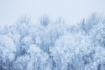 Frosty mixed boreal forest on a cold day in Estonia, Northern Europe