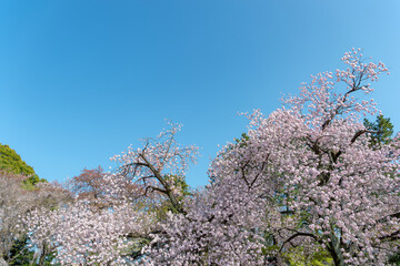 東京都新宿区にある新宿御苑に咲く満開の桜の景色