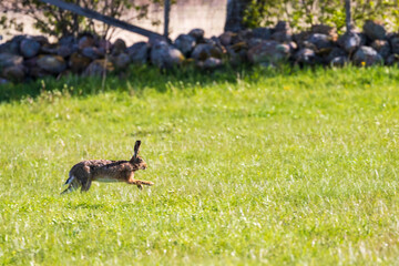 Hare running on a grass meadow