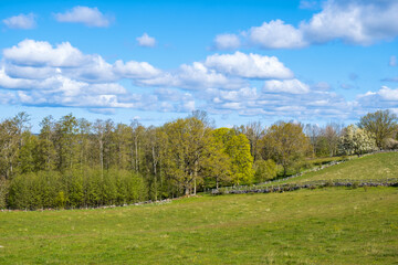 Fototapeta premium Rural landscape view with leafing trees at springtime
