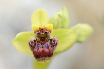 The bumblebee orchid (Ophrys bombyliflora) on xerothermic grassland in Crete