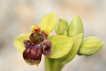 Obraz premium The bumblebee orchid (Ophrys bombyliflora) on xerothermic grassland in Crete