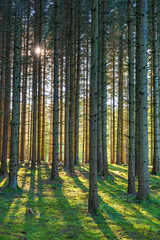 Coniferous forest in backlight with shadows and tree trunks
