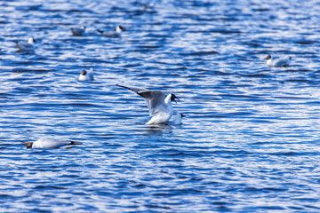 Flock of Black headed gulls in a lake