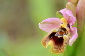 Saw-fly Orchid (Ophrys tenthredinifera) on xerothermic grassland in Crete